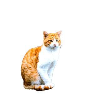 Adorable Orange And White Cat Sitting On A Dirt Ground Outdoors. 17819 - Cat PNG image with transparent background